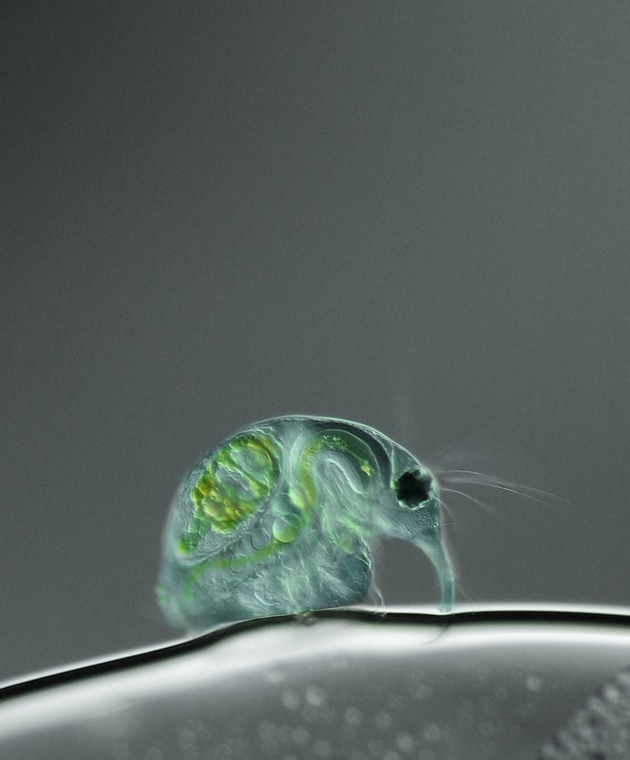 Hình ảnh một con bọ chét nước ngọt, Daphnia magna, phóng đại lên 100x, qua bức ảnh của Joan Rohl, đến từ Viện Sinh Hoá và Sinh học ở Potsdam, Đức.