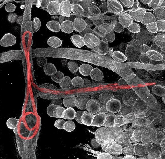 Tiến sĩ Witold Kilarski của Phòng thí nghiệm EPFL bạch huyết và Kỹ thuật ung thư tại Lausanne, Thụy Sĩ cấy Litomosoides sigmodontis (giun chỉ ) bên trong các mạch bạch huyết của tai chuột ở độ phóng đại 150x.