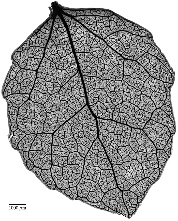 Mạng lưới gân lá chằng chịt của loài cây Populus tremuloides được phóng đại lên 4 lần bởi Benjamin Blonder và David Elliott đến từ Đại học Arizona ở Tucson.