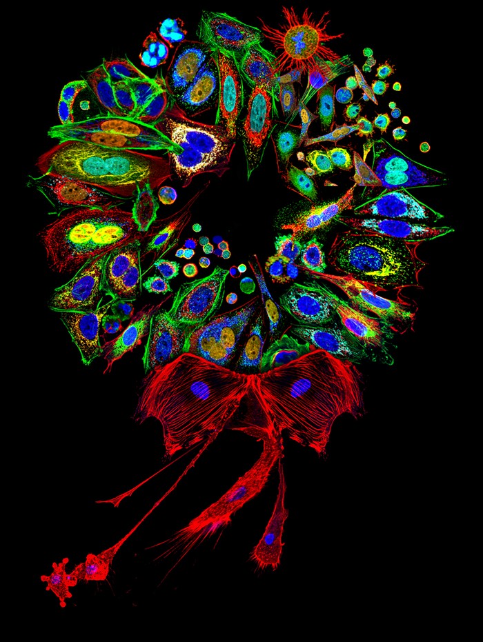 Tiến sĩ Donna Stolz của Đại học Pittsburgh đã tập hợp thành vòng các protein bắt màu khác nhau và các bào quan của tế bào động vật có vú ở phóng đại từ 220x đến 2000x.
