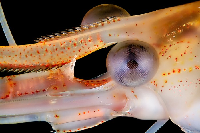 Phần mắt và đầu của một loài tôm nước ngọt được chụp bởi Jose R. Almodovar với phương pháp ghép chồng nhiều tấm ảnh lên nhau.
