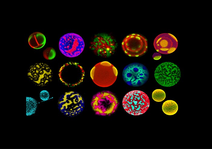 Các liposome đầy màu sắc trên bề mặt phổi được chụp ở cùng một tiêu cự với độ phóng đại 40x, do giáo sư Jorge Bernardino de la Serna đến từ trung tâm Vật lý Biomembrane, Cục Hóa sinh và Sinh học phân tử MEMPHYS ở Odense, Đan Mạch.