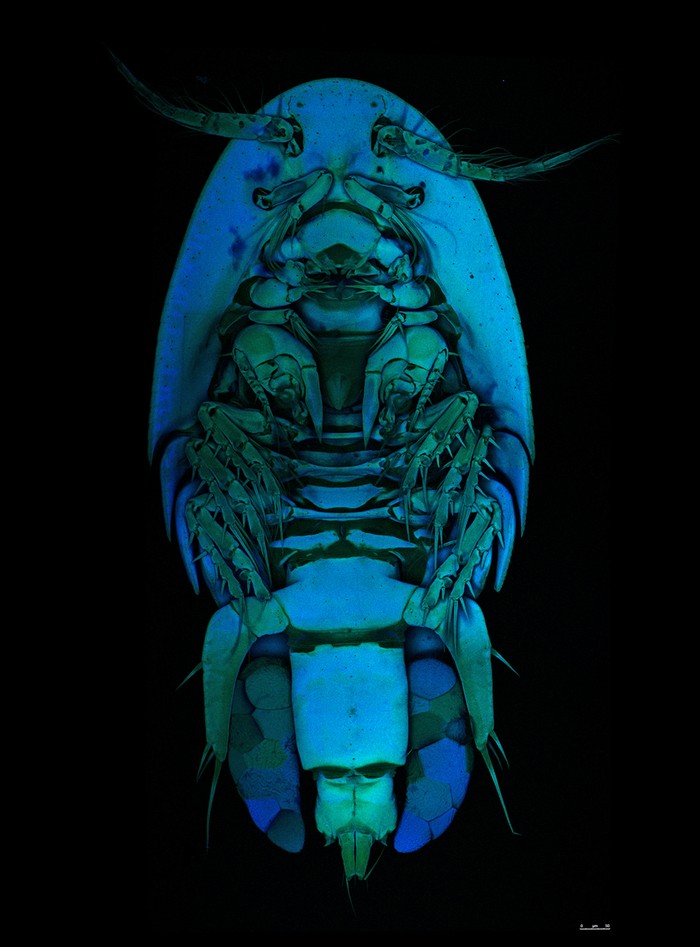 Hình ảnh một cá thể cái loài Clausidium sp. với chiếc túi trứng ở bụng được chụp bởi giáo sư Terue Kihara đến từ trung tâm nghiên cứu đa dạng sinh học biển (DZMB) Senckenberg am Meer, Đức.