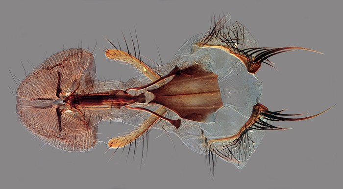 Bộ vỏ của loài ruồi Calliphoridae được giáo sư Davis Linstead Kent, Vương Quốc Anh thực hiện.