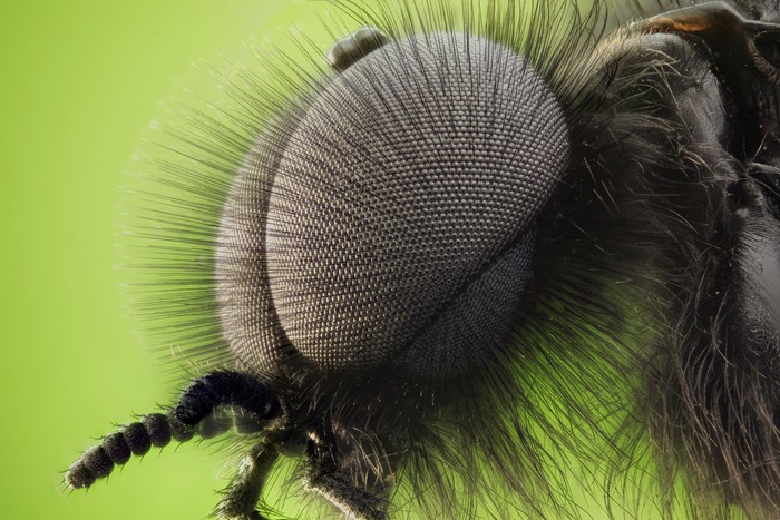 Đôi mắt của một con ruồi đực St. Mark (Bibio marci) được ghi lại bởi giáo sư David Maitland Feltwell, Vương Quốc Anh. Những bác hay chụp ảnh macro mắt ruồi xem thử nhé.