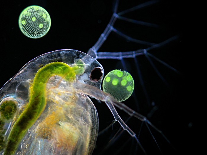 Ảnh chụp một loài bọ chét nước (Daphnia) và loài tảo xanh (Volvox), đây là tác phẩm dự thi của giáo sư Ralf Wagner, Dusseldorf, Đức.