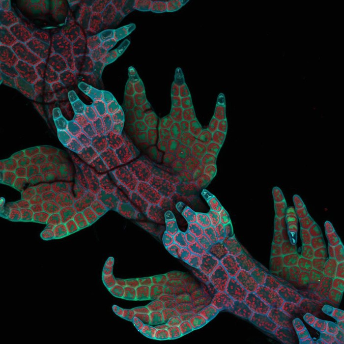 Chất hình quang bên trong loài Lepidoza reptan (livewort) ở độ phóng đại 20x qua bức ảnh của giáo sức Robin Young, đến từ trường Đại học British Colombia, Vancouver, Canada.