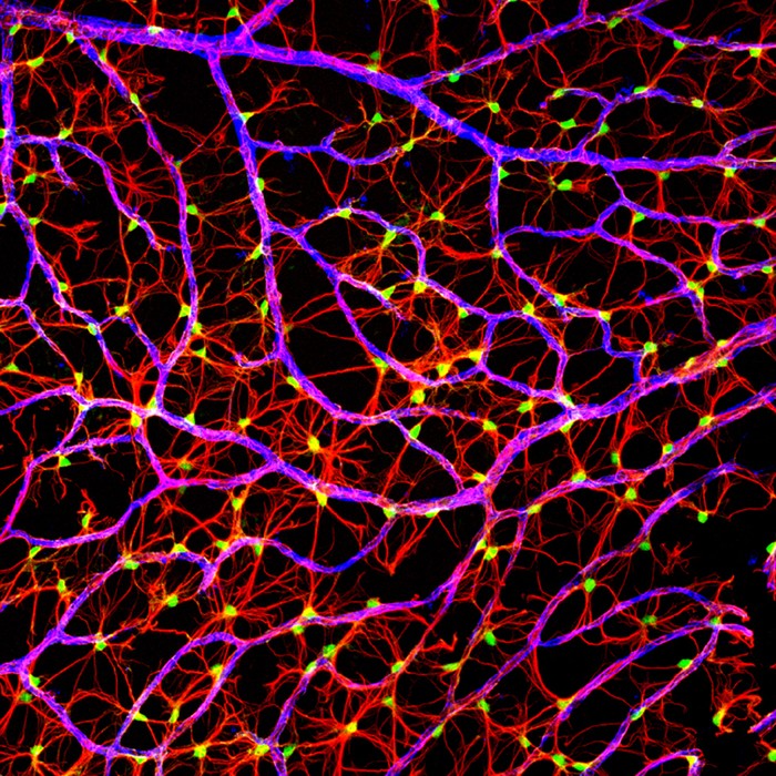 Một lớp các dây thần kinh trên võng mạc của chuột được phóng đại lên 40x qua bức ảnh của Gabriel Luna, đến từ Viện nghiên cứu thần kinh UC Santa Barbara, California.