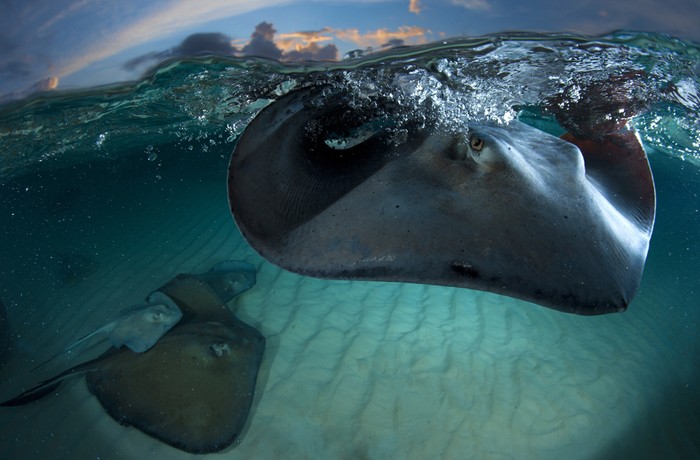 STINGRAY: Bức ảnh này được chụp ở Sandbar, Grand Cayman. Loài cá đuối này bơi vòng quanh du khách và họ có thể chạm tay vào chúng.