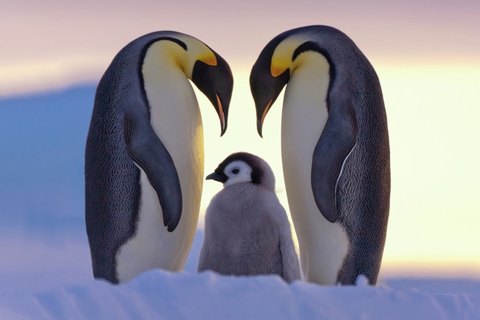 LOVE OF PARENTS: Một bức ảnh tuyệt đẹp về gia đình. Bức ảnh này thể được tình cảm thiêng liêng trong gia đình. Thật tuyệt vời. Tác giả: Claus Possberg, chụp ở vịnh Atka, biển Weddell, châu Nam Cực.