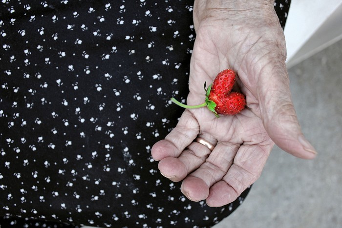 SUMMER AT GRANNY’S: Quả dâu có hình trái tìm nằm trong lòng bàn tay của người bà của tác giả chụp bức ảnh, Szabo Eszfer, ở Gyula, Hungary.