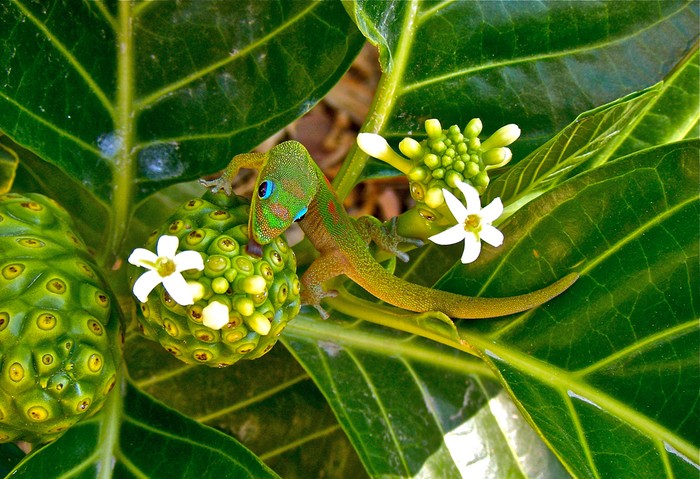 NONI NECTAR FOR GREEN GECKO: Một con tắc kè Madagascar Gold Dust Day Gecko liếm mật từ quả cây Noni ở Kailua, Hawaii. Ảnh được chụp bởi Chandra S Sherin, khu resort làng Kona, Kailua – Kona, Hawaii, tháng 08/2010.
