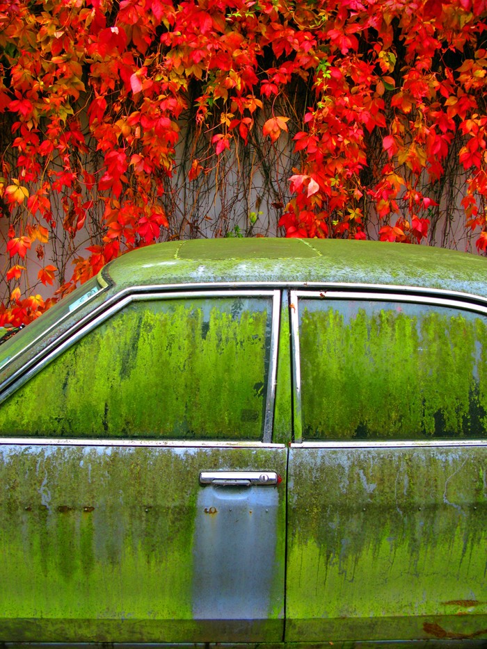 TIME: Một bức ảnh đẹp với những sắc màu tự nhiên, màu xanh của rêu và màu đỏ của lá cây mùa thu. Chiếc xe ô tô và những dây leo đã không còn ở nơi đó một tuần sau khi tấm ảnh này được chụp ở Vương Quốc Anh. Tác giả: Simon Belham.