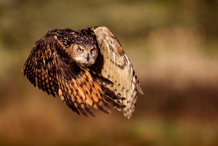 FLIGHT OF AN EAGLE OWL: Một con cú - đại bàng lớn tung cánh bay. Ảnh chụp bởi Mary Bridger Lingfield, Surrey, Vương quốc Anh.