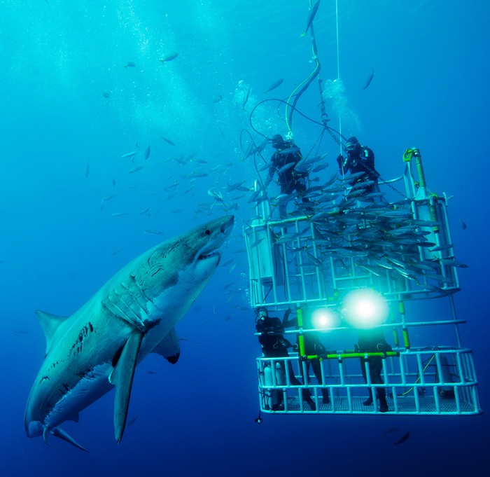 CONFRONTING: Các thợ lặn trong lồng đang đối mặt với một con cá mập trắng lớn dưới biển ở Isla de Guadalupe. Tác giả: David Litchfield.