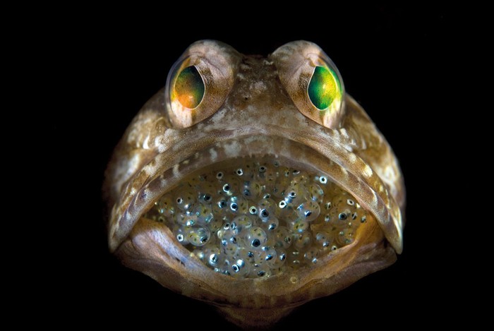Một con cá jawfish đực đang ngậm trứng trong miệng chờ cho đến khi chúng nở thành cá con. Tác giả: Steven Kovacs.