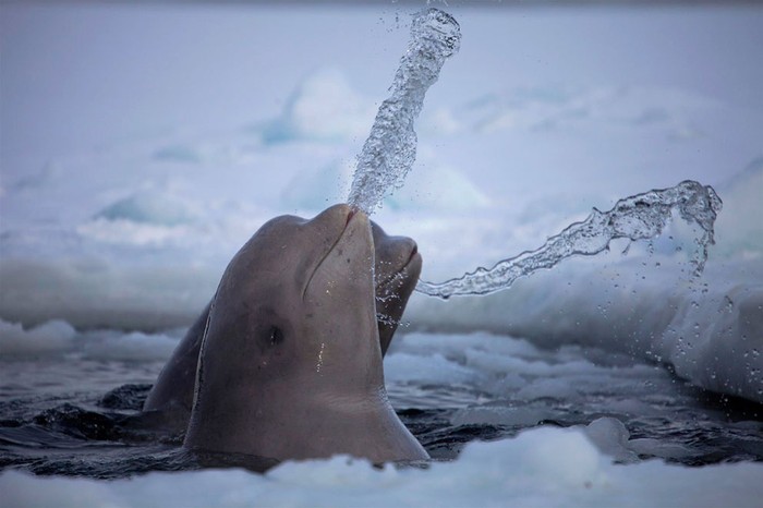 Cá voi Beluga ở vùng biển Bắc Cực đang vui đùa. Ảnh: Dafna Ben Nun.