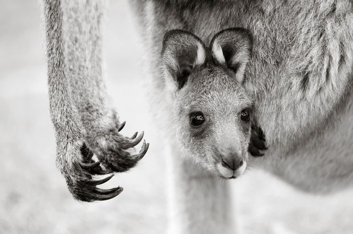 Một chú Kangaroo xám miền Đông lò đầu ra ngoài từ chiếc túi trước bụng mẹ. Chú Kangaroo này sẽ tiếp tục ở trong túi của mẹ và quan sát cho đến khi nó cảm thấy đủ an toàn để nhảy ra ngoài. Sau từ 7 đến 10 tháng nó sẽ ra khỏi chiếc túi này để sống ở bên ngoài. Ảnh: Brent Lukey.