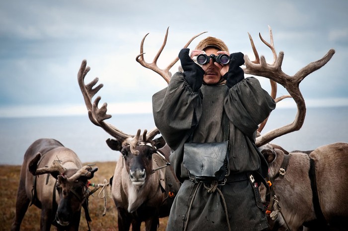 Một người chăn tuần lộc ở Tazovsky Peninsula, Tây Siberia, LB Nga đang dùng ống nhòm để kiểm tra đàn. Ảnh: Dmitry Nikonov.