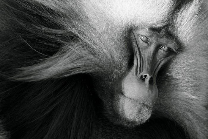 Một con khỉ đầu chó Gelada đực trưởng thành nghỉ ngơi trong buổi sáng sớm sau khi đã leo lên cách vách núi ở đỉnh Simien, Ethiopia. Con đực này đã giành được quyền trở thành đầu đàn. Giờ đây nó phải bảo vệ đàn bằng cách chăm sóc các con cái và chống lại những kẻ luôn chờ chực để giành lại vị trí đầu đàn. Ảnh: Clay Wilton.