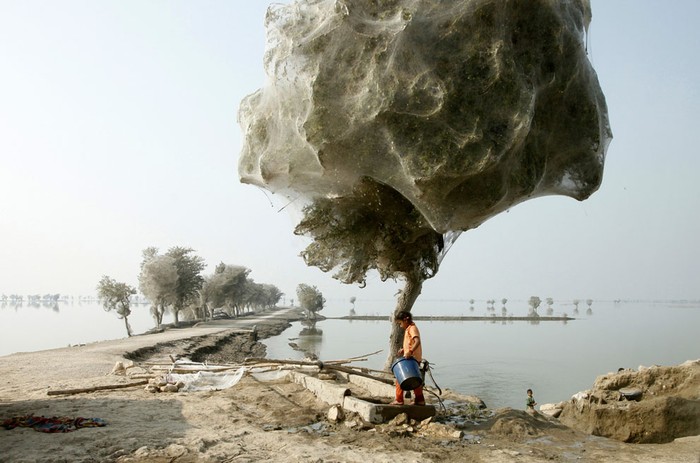Tại một khu vực bị ảnh hưởng bởi trận lũ lụt năm 2010 ở tỉnh Sindh, Pakistan, hàng triệu con nhện đã bò lên cây và làm tổ trên đó. Người dân nơi đây cho biết họ chưa bao giờ thấy hiện tượng này nhưng có một điều tốt là ít muỗi hơn. Không bị muỗi cắn là một trong những niềm an ủi đối với các nạn nhân lũ lụt khi mà họ gần như đã mất tất cả. Ảnh: Russell Watkins.