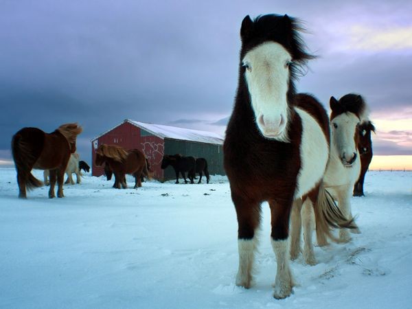 Đàn ngựa đứng trên cánh đồng tuyết ở miền nam Iceland - Ảnh: Marketa Kalvachova.