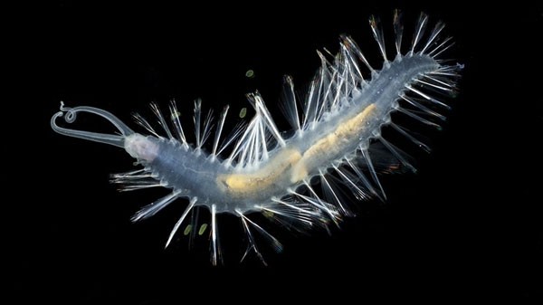 Phát hiện thêm hai loài sâu biển phát sáng ảnh 3