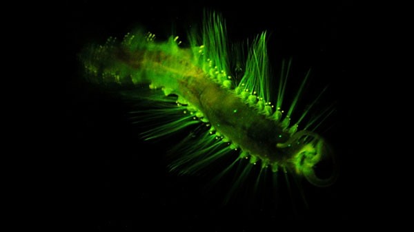 Phát hiện thêm hai loài sâu biển phát sáng ảnh 4