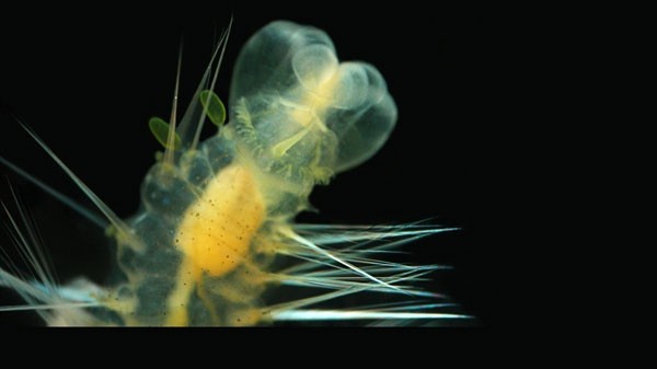 Phát hiện thêm hai loài sâu biển phát sáng ảnh 5