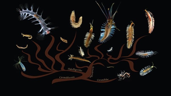 Phát hiện thêm hai loài sâu biển phát sáng ảnh 6
