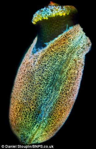 8.Để có được những bức hình đẹp như chúng ta đang quan sát, tác giả đã phải trải qua nhiều thử nghiệm thậm chí là thử nghiệm cả trên các sinh vật ngẫu nhiên tại ao, hồ. Đối với các chi tiết phức tạp như hạt giống này, muốn nhìn thấy được phải dùng một loại thuốc nhuộm huỳnh quang đặc biệt.