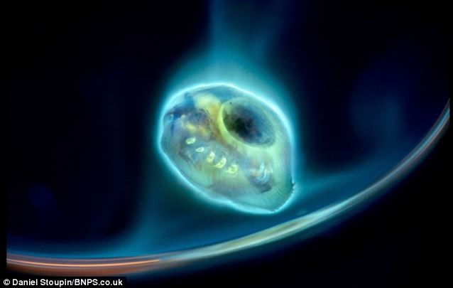 9.Hình ảnh một con bọ chét nước đang lơ lửng trong thuốc nhuôm huỳnh quang không khác nào những bức ảnh chụp ngoài không gian.