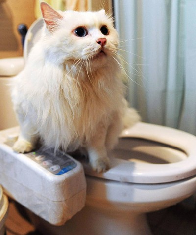 8. Một người đàn ông Trung Quốc đã đào tạo được con mèo của mình để sử dụng nhà vệ sinh. Ông đã mất 7 năm để phát minh ra thiết bị đặc biệt cho phép thú cưng tự làm sạch khi đi vệ sinh.