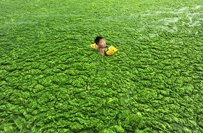 15. Một cậu bé bơi dọc theo bờ biển ngập tràn tảo tại Qingdao, tỉnh Sơn Đông ,Trung Quốc (15/7/2011)