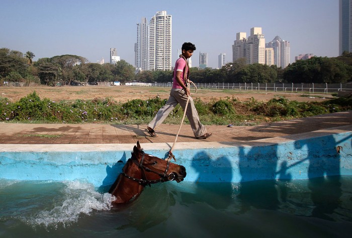 7. Một người giữ ngựa đang dẫn con ngựa của mình bơi qua hồ bơi giành cho ngựa tại Mumbai, Ấn Độ sau buổi tập trên trường đua cho cuộc đua vào sáng hôm sau.