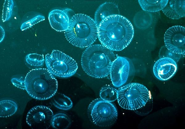 1. Sứa pha lê Năm 1961, nhà nghiên cứu Osamu Shimomura thuộc phòng thí nghiệm sinh học biển tại Massachusetts đã nhận thấy một phân tử bên trong con sứa có thể phát ra màu xanh khi chiếu tia cực tím lên. Sau khi giải mã phân tử này từ 10.000 mẫu vật, Shimomura đã tìm ra rằng chính protein là chất tạo ra ánh sáng xanh đó. Tại một vài điểm trên con sứa, ánh sáng không được phát ra. Kể từ đó, chất protein phát sáng của Shimomura đã được dùng để giải mã các quá trình nghiên cứu trước đây như quá trình lây lan của căn bệnh ung thư hay sự phát triển của các tế bào thần kinh. Shimomura và các đồng nghiệp đã giành được giải Nobel năm 2008 với nghiên cứu khoa học này.
