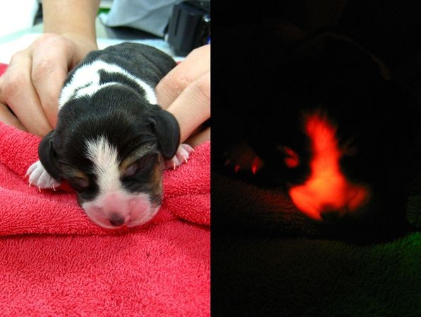 10. Chú chó phát ánh sáng đỏ Tiếp sau thành công của thí nghiệm nhân bản vô tính ở mèo, năm 2009, các nhà nghiên cứu thuộc trường Đại học Quốc gia Seoul lại thực hiện thành công quá trình nhân bản vô tính trên chú chó Puppy. Chú chó sau khi được nhân bản vô tính mang tên Ruppy the beagle có khả năng phát ra ánh sáng đỏ và là bản sao thành công đầu tiên của một chú chó biến đổi gen. Đại học Quốc gia Seoul là trường đại học đầu tiên thực hiện thành công công trình nghiên cứu này.
