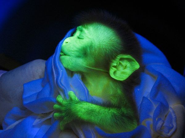 2. Khỉ nâu Macaque ở Ấn Độ Năm 2008, Các nhà nghiên cứu tại Trung tâm nghiên cứu Yerkes ở Atlanta đã tiến hành thử nghiệm tiêm một loại vi rút ( loại vi rút gần giống vi rút HIV ) vào trứng chưa thụ tinh của loài khỉ và những con vi rút này cũng tạo ra một loại protein khiến cho những chú khỉ nâu phát sáng dưới tia cực tím, giúp cho việc nghiên cứu trên não khỉ trở lên dễ dàng hơn.