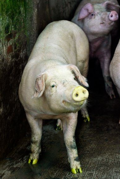 3.Lợn phát sáng Trải qua nhiều thất bại, các nhà nghiên cứu khoa học tại Đại học Quốc gia Đài Loan đã cấy thành công protein huỳnh quang màu xanh lá cây vào lợn. Khi chiếu ánh sáng bình thường thì những con lợn này chỉ có màu vàng bình thường nhưng khi chiếu tia cực tím thì chúng lại phát ra màu xanh lá cây. Các nhà khoa học hy vọng chất huỳnh quang này sẽ được sử dụng để theo dõi quá trình phát triển của các tế bào gốc ở lợn, một quá trình tương tự với di truyền ở người.