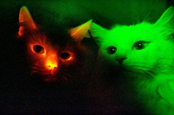 4. Mèo Angora Những nhà khoa học tại Đại học Quốc gia Gyoengsang, Hàn Quốc đã nhân bản vô tính một chú mèo Angora và tạo ra một chú mèo giống với chú mèo phát ra ánh sáng xanh ( bên trái ). Đây không phải là lần đầu tiên việc nhân bản một con mèo hay thậm chí là con mèo phát sáng được thực hiện nhưng đây lại là lần đầu tiên chú mèo được nhân bản phát ra ánh sáng huỳnh quang màu đỏ. Hy vọng với kết quả nghiên cứu thu được sẽ cải thiện cho việc nghiên cứu các bệnh về di truyền.