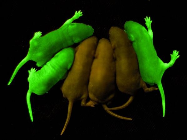 5. Chuột vô sinh Các nhà ngiên cứu thuộc trường Đại học Pennsylvania đã tìm ra cách duy trì và phát triển tế bào gốc tạo ra tinh trùng từ những con chuột huỳnh quang được biến đổi gen. Nhóm ngiên cứu này đã cấy các tế bào gốc vào trong một con chuột vô sinh. Và thật kỳ diệu là con chuột vô sinh này đã sinh ra được những con chuột con.