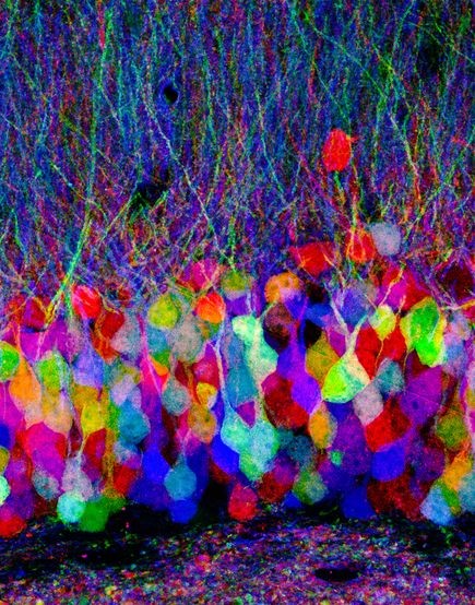 6. Tế bào thần kinh ở chuột Một nhóm nghiên cứu trường Đại học Harvard trong khi thử nghiệm với những con chuột đã phát minh ra cụm “cầu vồng” này. Khi ba màu khác nhau của protein huỳnh quang : đỏ, xanh lam, vàng được cấy vào phôi chuột thì các tế bào thần kinh trong não chuột trở thành một nhóm với 90 màu sắc khác nhau. Nghiên cứu này giúp các nhà khoa học có cái nhìn rõ nét hơn về hoạt động của bộ não chuột