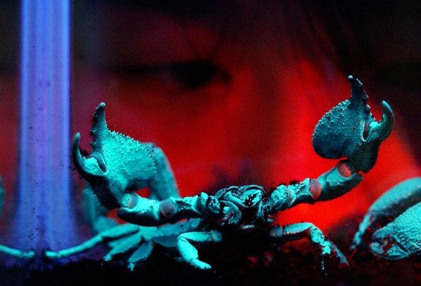 8. Bọ cạp trưởng thành Tất cả những con bọ cạp trưởng thành thuộc loài bọ cạp này đều có khả năng phát ra ánh sáng màu xanh lá cây pha vàng hoặc màu xanh da trời khi chiếu tia cực tím. Hiện tượng này đã từng được giải thích vào năm 1954. Theo tài liệu của trường Đại học Marshall năm 2001, loài bọ cạp này đã tạo ra tia UV phản chiếu vào lớp ráp bảo vệ cơ thể khi đi săn mồi vào ban đêm. Có một điều đặc biệt là những con bọ cạp non lại không có khả năng phát sáng do chất phát sáng chỉ bắt đầu xuất hiện vào giai đoạn trưởng thành.
