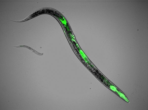 9. Giun tròn Năm 2005, các nghiên cứu sinh của trường Đại học Utah đã tiến hành nghiên cứu về chuỗi hoạt động nhịp nhàng ở giun như nuốt, đẻ trứng, và trườn đuôi. Để thực hiện thí nghiệm này, họ đã cấy gen chứa protein huỳnh quang lên một con giun và nó đã phát ra ánh sáng xanh ( bên phải ). Đến thí nghiệm tiếp theo, họ lại tiến hành vô hiệu hóa gen đó trên một con giun khác. Con giun này đã bị chết với kích thước khá nhỏ do không có khả năng nuốt thức ăn. Các thí nghiệm này nghe có vẻ lạ lẫm song lại khá thiết thực vì con người cũng có loại gen tương tự chi một chuỗi các hoạt động nhịp nhàng của cơ thể. Do đó, con giun phát sáng này có thể mang đến giải pháp cho nhiều căn bệnh.