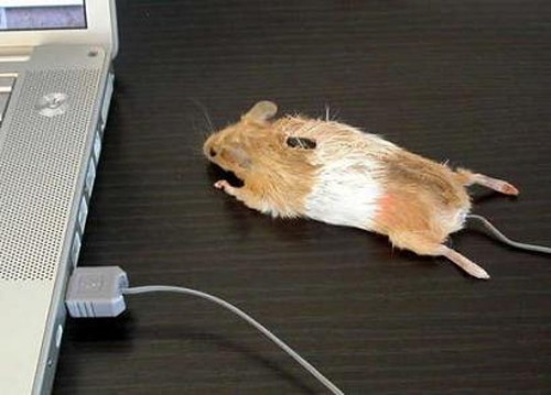 Chuột “giả chuột” Nếu coi mẫu chuột cơ thể giống như ấn tượng thị giác, thì model “chuột giả chuột” này là một ấn tượng kinh dị. Để sử dụng, chắc hẳn chủ nhân phải có một khiếu hài hước thật khác thường. Đây là con chuột được làm từ lông chuột thật, để cho những ai sợ chuột làm quen dần với việc sống chung với nó.