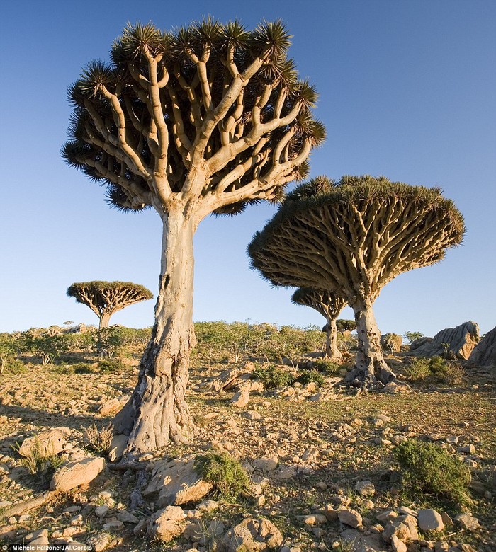 22. Một cây Máu Rồng trên cao nguyên Homil Plateau, Đảo Socotra, Yemen. Loại cây này được lấy tên từ chính loại sáp màu đỏ ro nó tiết ra.
