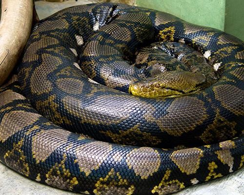 Đây là con rắn dài nhất trái đất với chiều dài 6m, được tìm thấy ở khu vực Đông Nam Á. No không có nọc độc và thường được thuần hóa làm vật nuôi.
