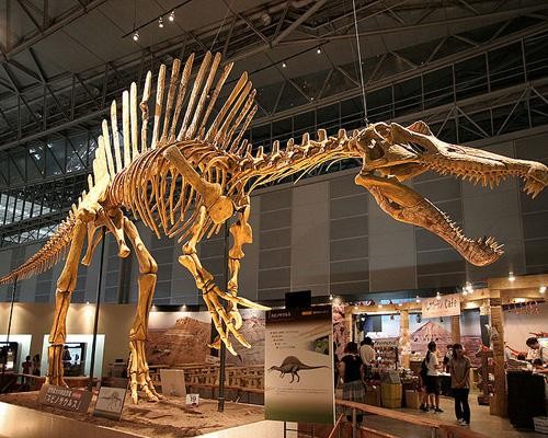 Spinosaurus là động vật ăn thịt lớn nhất sống vào khoảng 100 năm đến 93 triệu năm trước đây, nặng 10 tấn và cao 18m. Phần lưng của loài này có những đốt xương giống như cánh buồm cao hơn 2m và là loài khủng long có đầu dài nhất gần 2m.