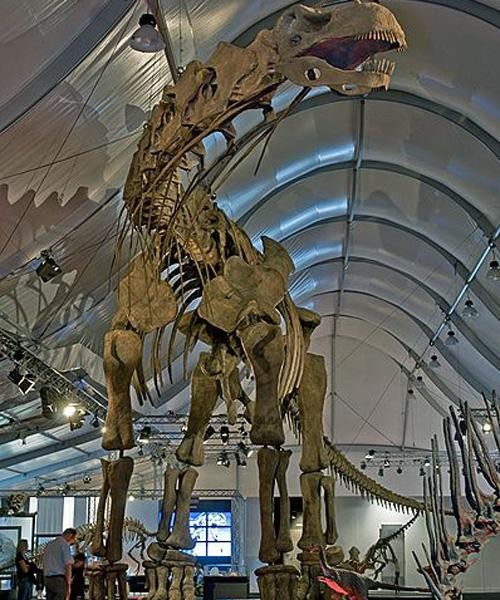 Với chiều cao gần 37m và năng 100 tấn, đây được coi là loài khủng long lớn nhất trên trái đất từ trước đến nay sống cách ngày nay 100 triệu năm.