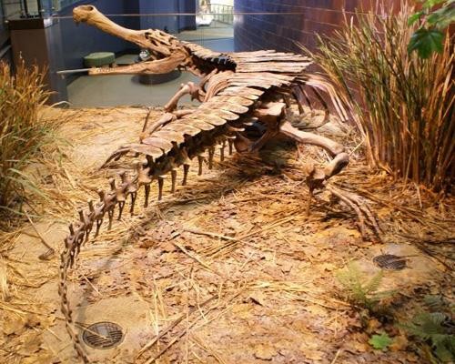 Sarcosuchus được mệnh danh là “hoàng đế cá sấu ăn thịt ”, sống tại châu Phi, cách đây khoảng 100 triệu năm. Con cá sấu này dài hơn 12m, ạng 8,75 tấn, hàm rộng gần 2m với 100 chiếc răng. Các chuyên gia tin rằng thức ăn của nó có thể gồm cả những con khủng long nhỏ.